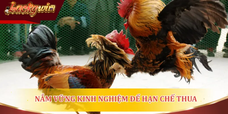 Nắm vững kinh nghiệm để hạn chế thua khi cá cược đá gà