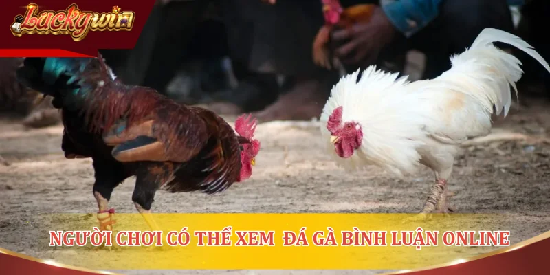 Người chơi có thể xem đá gà bình luận online