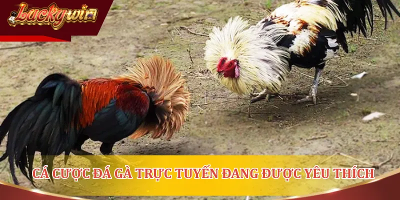 Thưởng thức và cá cược đá gà trực tuyến đang rất được yêu thích